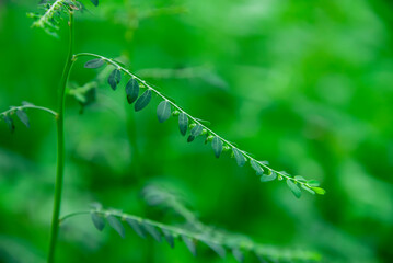 The seed of the Phyllanthus amarus Schumach