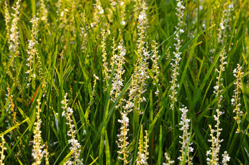 Blossom small flowers