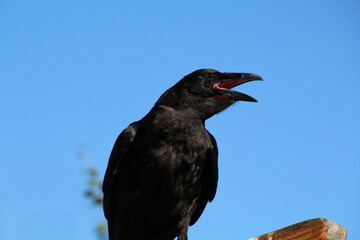 Raven Calling, Banff National Park, Alberta