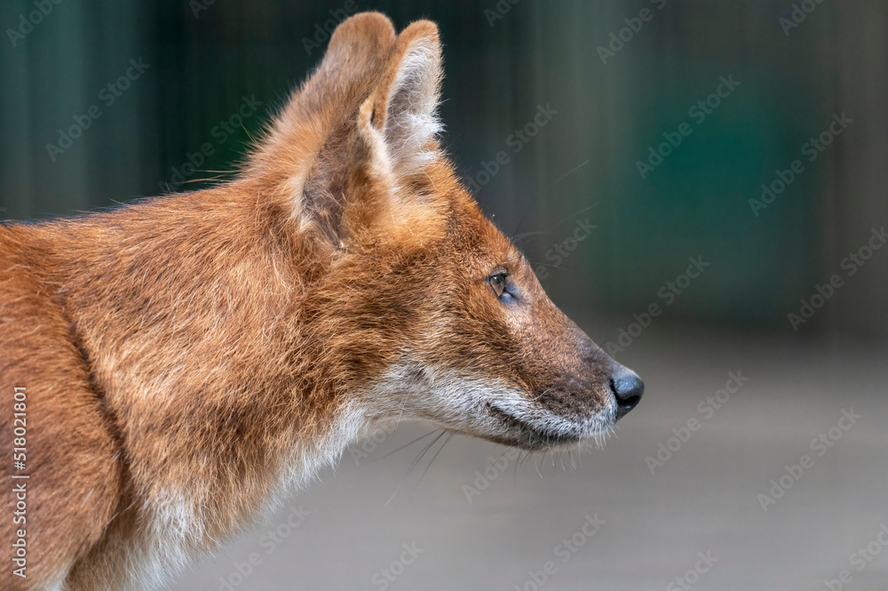 Sticker Fuchs Jungtier