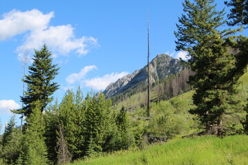 forest in the mountains, Banff National Park, Alberta