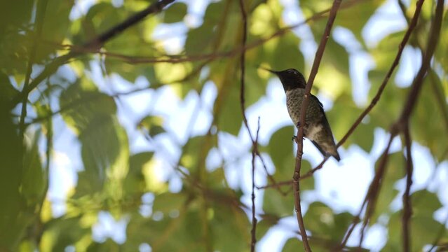Hummingbirds (Trochilidae) are a family of small birds that live in North and South America. More than 350 types of caliber are known.