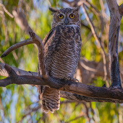 great horned owl