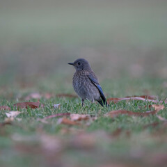 Fototapeta premium Western Bluebird