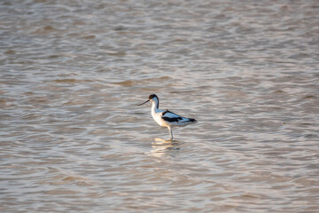 Water bird pied avocet, Recurvirostra avosetta, feeding in the lake. The pied avocet is a large...