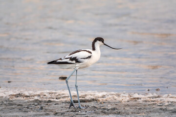 Water bird pied avocet, Recurvirostra avosetta, feeding in the lake. The pied avocet is a large black and white wader with long, upturned beak