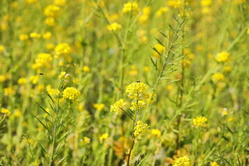 Obraz premium 春に可憐に咲く菜の花