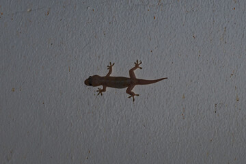 lagarto llanero anclado a la pared