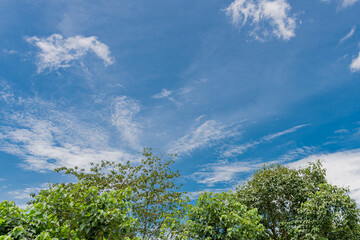 Obraz premium cielo hermoso en los llanos colombianos