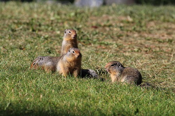 prairie dog in the grass