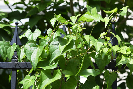 ツル植物 Images Browse 239 Stock Photos Vectors And Video Adobe Stock