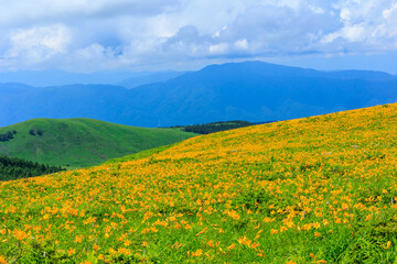 高原に広がるニッコウキスゲの花畑
Flower field of day lilies spreading on the plateau