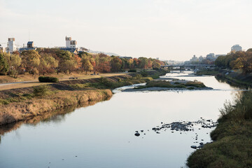 Fototapeta premium 鴨川の景色