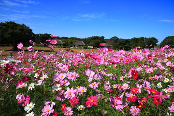 ひたち海浜公園、秋晴の中、秋桜と紅葉したコキアの花畑と日本家屋