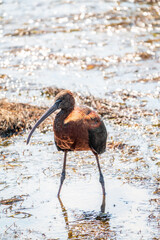 The glossy ibis, latin name Plegadis falcinellus, searching for food in the shallow lagoon.
