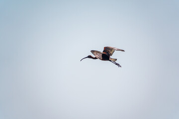 A graceful water bird glossy ibis, latin name Plegadis falcinellus, flying in blue sky
