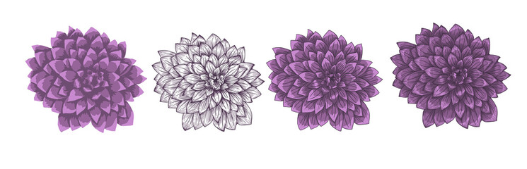 Dahlia flower object. Vector illustration