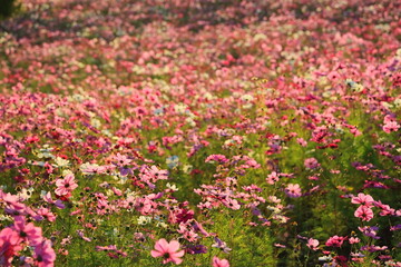 ひたち海浜公園、秋晴の中、紅葉したコキアと秋桜の花畑