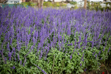 Obraz premium Big blue salvia flower field