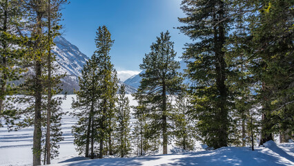 A frozen and snow-covered lake can be seen through the branches of coniferous trees. Mountains against the blue sky. Shadows and light. Altai. Lower Multinskoe Lake