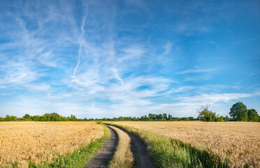 Fototapeta na wymiar Panorama ścieżki w krajobrazie wiejskim w porze letniej, pola kwitnące plony i drzewa w oddali na tle błękitnego nieba z niemalże bezchmurną pogodą