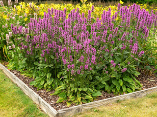 Purple Betony flowering in a flower bed in a garden
