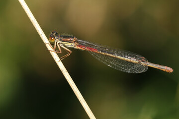 A Small Red Damselfly, Ceriagrion tenellum, resting on a blade of grass.