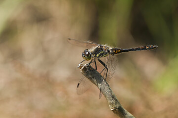 A stunning male Black Darter Dragonfly, Sympetrum danae, perching on a twig at the edge of a bog.