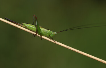 A Long Winged Cone-head Cricket, Conocephalus fuscus, resting on a plant stem in a meadow.