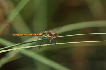 A Common Darter, Sympetrum striolatum, perched on a Reed at the edge of a bog.