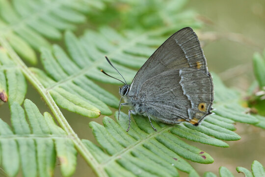 A Purple Hairstreak Butterfly, Favonius quercus, perching on a bracken leaf in woodland.