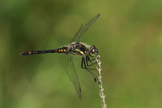 Danaë Bilder Durchsuchen 212 Archivfotos, und Videos