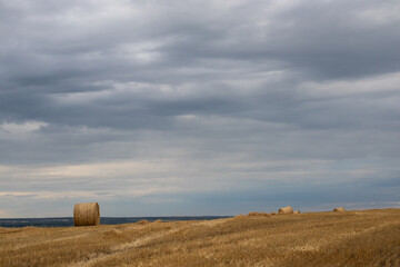 Bales of straw in the field after wheat harvesting. Summer landscape in Ukraine with straw rolls and stormy dramatic sky with clouds
