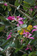Bauhinia purpurea (Also called purple bauhinia, orchid tree, khairwal, karar) flower. In Indian traditional medicine, the leaves are used to treat coughs while the bark is used for glandular diseases