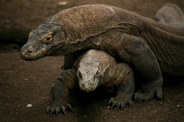 Komodo or Dragon Lizard (Varanus komodoensis) in the zoo