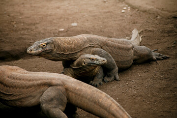 Komodo or Dragon Lizard (Varanus komodoensis) in the zoo