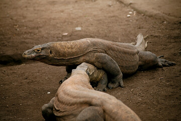 Komodo or Dragon Lizard (Varanus komodoensis) in the zoo