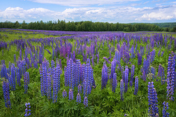 Endless blue lupine field. Russia, Ural.