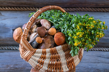 A wicker basket filled to the top with noble mushrooms and a bunch of medicinal herbs St. John's wort. Russia, Ural