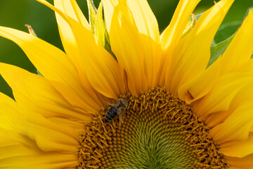 Pszczoła zapylająca słonecznik - obrazy, fototapety, plakaty