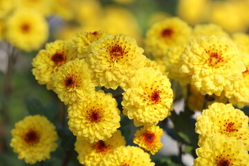 日本の秋の公園に咲く黄色と赤の複色のスプレーギクの花