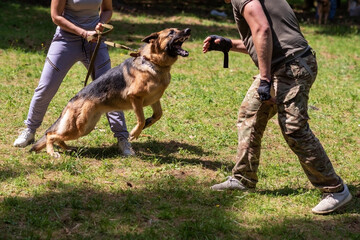 German Shepherd attacking dog handler during aggression training.