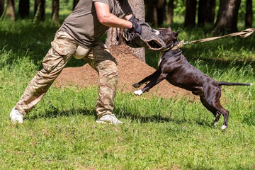 A pit bull attacks a cynologist during aggression training.