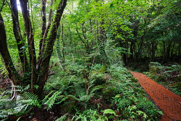 mossy rocks and old trees in primeval forest