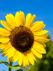sunflower on blue sky background