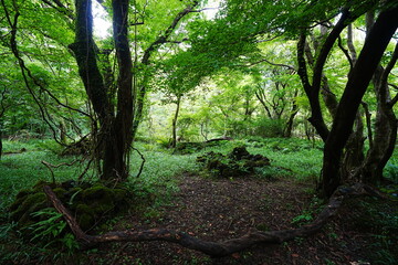 fascinating summer forest with fine path