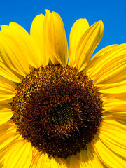 Naklejka premium sunflower on blue sky