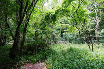 lively summer forest in the sunlight