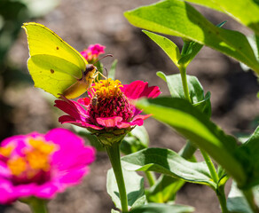 a lemon butterfly on a flower