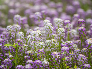 Naklejka premium Dainty purple and white flowers of Lobularia maritima Alyssum maritimum, sweet alyssum or sweet alison